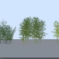 Various Forms of Bamboo Clusters with Green and Yellow Green Foliage in Outdoor Natural Environment