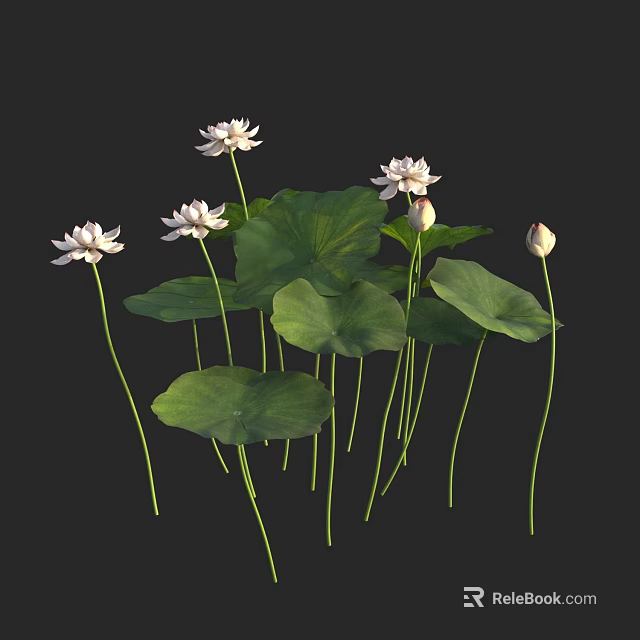 Beautiful Aquatic Plant Lotus Featuring White Flowers Green Leaves And Buds 3d model 