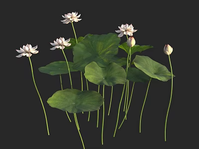 Beautiful Aquatic Plant Lotus Featuring White Flowers Green Leaves And Buds 3d model