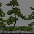 Serene Courtyard Garden With Shaped Pine Trees Green Grass And Gravel Ground