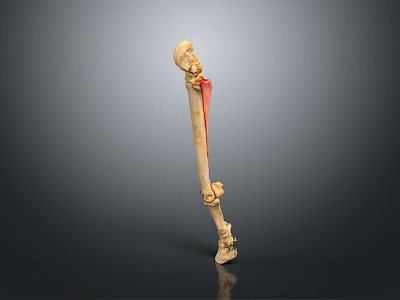 3D Rendered Human Long Bone Skeleton with Red Highlighted Anatomical Structure on Gray Background 3d model