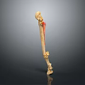 3D Rendered Human Long Bone Skeleton with Red Highlighted Anatomical Structure on Gray Background