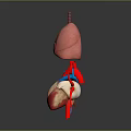 Medical Device 3D Anatomical Model With Human Lungs And Heart Structure 3d model