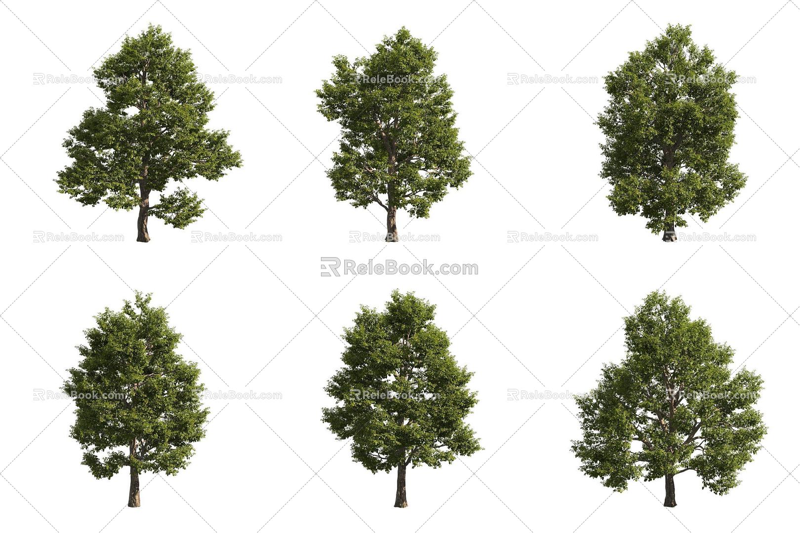 broadleaf linden 3d model