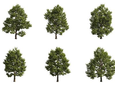 broadleaf linden 3d model