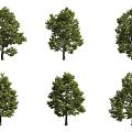 broadleaf linden 3d model