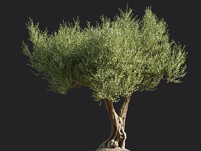 Majestic Full Grown Olive Tree With Twisted Trunk And Lush Green Foliage 3d model