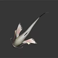 Vibrant Red And White Aquatic Fish With Long Barbels And Streamlined Body