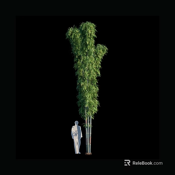 Tall Bamboo Plant with Human Figure for Height Comparison and Natural Growth 3d model 