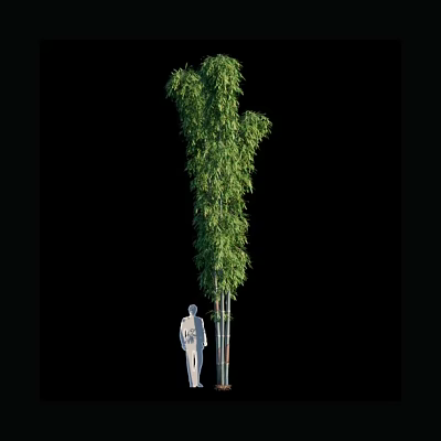 Tall Bamboo Plant with Human Figure for Height Comparison and Natural Growth 3d model