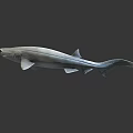 3D Model of White Shark With Fins And Tail On Dark Background