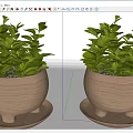 Two Bonsai Plants in Wooden Pots with Saucers and Lush Green Leaves