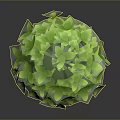 Decorative Green Plant with Lush Layered Leaves in Spherical Shape and Shiny Foliage