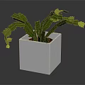 Cactus Plant with Green Stems and Yellow Flowers in White Square Pot