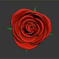 Vibrant Red Rose Plant with Green Stem and Fresh Leaves on Gray Background