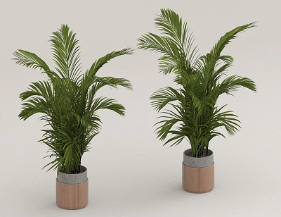 Lush Green Indoor Potted Plants in Wooden Planters with Gray Base 3d model
