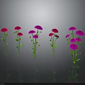 Vibrant Red And Purple Flowers With Green Stems And Leaves On Reflective Dark Surface