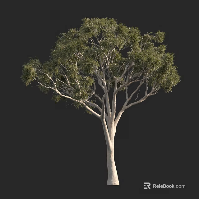 Arbor With White Trunk Spreading Branches And Lush Green Leaves Isolated On Black Background 3d model 