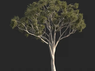 Arbor With White Trunk Spreading Branches And Lush Green Leaves Isolated On Black Background 3d model
