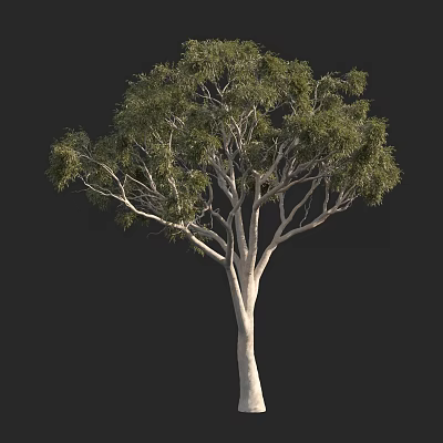 Arbor With White Trunk Spreading Branches And Lush Green Leaves Isolated On Black Background 3d model