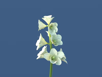 White Hyacinth With Multiple White Flowers And Slender Stem On Deep Blue Background 3d model