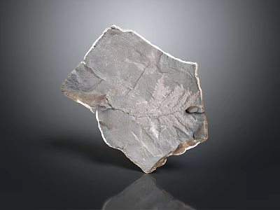 Unique High Quality Natural Wood Stone With Detailed Fern Fossil Imprints 3d model