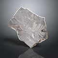 Unique High Quality Natural Wood Stone With Detailed Fern Fossil Imprints