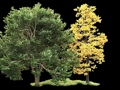 Arbor Trees With Green And Yellow Leaves Growing On Lush Green Grass 3d model