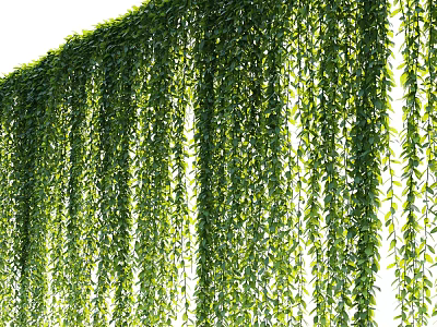 Lush Green Hanging Vines With Dense Foliage For Natural Decorative Purpose 3d model