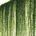 Lush Green Hanging Vines With Dense Foliage For Natural Decorative Purpose