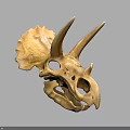 Triceratops Skull Fossil With Prominent Horns And Detailed Skeletal Structure On Neutral Background