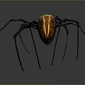Golden Spider With Long Legs And Red Markings Close Up View