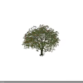 Tall Lush Leafy Tree With Green Foliage Orange Blossoms And Dual Trunks