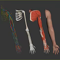 Human Arm Anatomy Displaying Nerve Vessel Bone Muscle And Skin Structures
