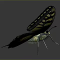 Colorful Butterfly With Yellow Black Blue And Red Patterned Wings In Spread Pose