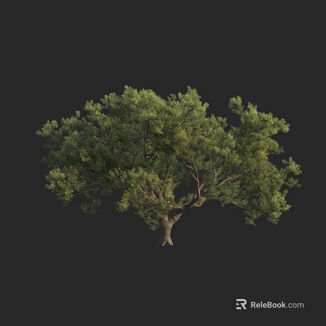 Lush Green Tree With Dense Foliage Strong Trunk And Branches 3d model