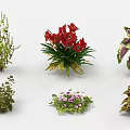 Garden Landscape Design With Colorful Plants Red Flowers And Green Foliage