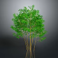 Lush Green Bamboo Plant With Yellow Culms And Multiple Stems On Gray Background 3d model