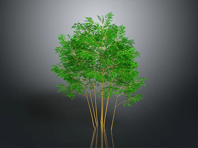 Lush Green Bamboo Plant With Yellow Culms And Multiple Stems On Gray Background 3d model