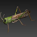 grasshopper cricket insect 3d model