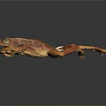 Orange Spotted Frog With White Patch And Long Limbs Against Dark Background
