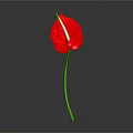 Red Anthurium Flower With Vibrant Red Petal And Green Stem On Black Background