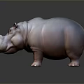 Detailed Light Colored Hippopotamus In Standing Pose On Dark Shiny Surface