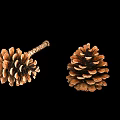 Green And Brown Pine Cones With Stem Isolated On Black Backdrop