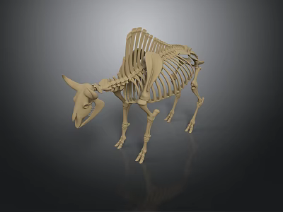 Bison Skeleton Animal Specimen Anatomy Hunting Trophy Wild Animal Skull Animal Skull 3d model