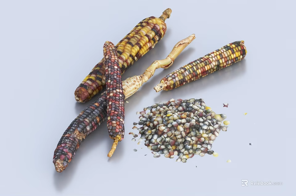 Vibrant Multicolored Corn Cobs And Loose Kernels On Plain Background 3d model 