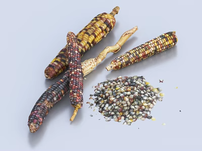 Vibrant Multicolored Corn Cobs And Loose Kernels On Plain Background 3d model