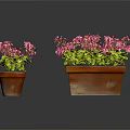 Vibrant Pink Geranium Plants With Green Leaves In Small And Large Rectangular Terracotta Pots 3d model