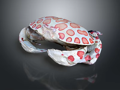 Unique White Crab With Red Spots And Detailed Shell On Dark Surface 3d model