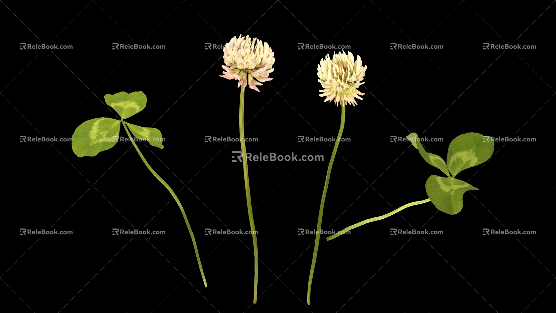 Clover flowers Herbs grass flowers 3d model